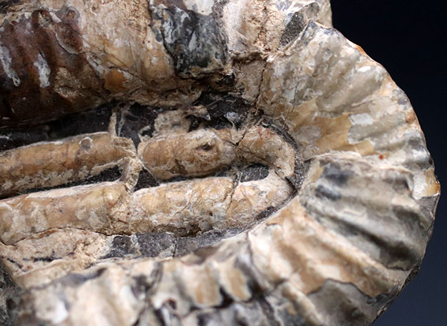 １８０度を二回、すなわち３６０度分、楽しめる、北海道を代表する異常巻きアンモナイトの一つ、ポリプチコセラス（Polyptychoceras)の化石（その5）