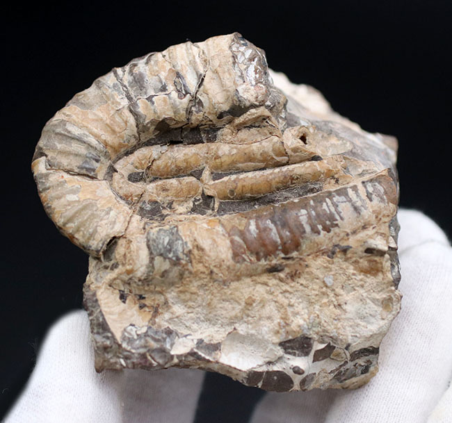 １８０度を二回、すなわち３６０度分、楽しめる、北海道を代表する異常巻きアンモナイトの一つ、ポリプチコセラス（Polyptychoceras)の化石（その7）