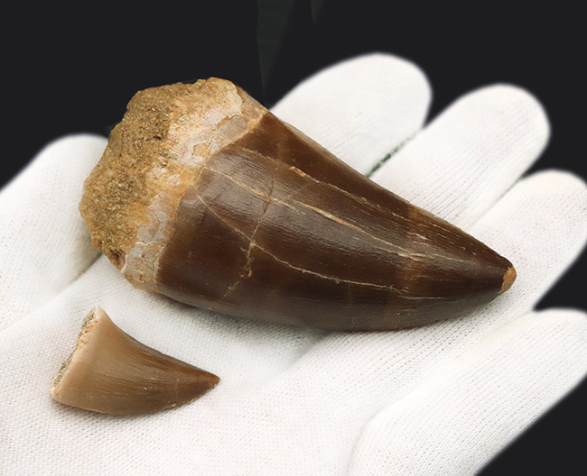 これぞモンスター！化石セブン史上最大級の歯化石！2022年に記載された