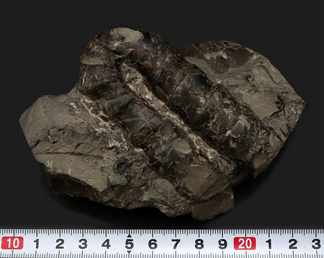 堂々たる風貌、出自がしっかりと裏面に記されている北海道産異常巻き
