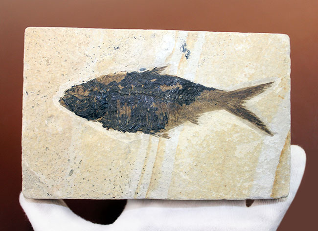 大きい！米国ワイオミング州の公認化石、約5000万年前の地層から採集された古代魚ナイティア（Knightia）（その1）