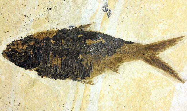 大きい！米国ワイオミング州の公認化石、約5000万年前の地層から採集された古代魚ナイティア（Knightia）（その2）