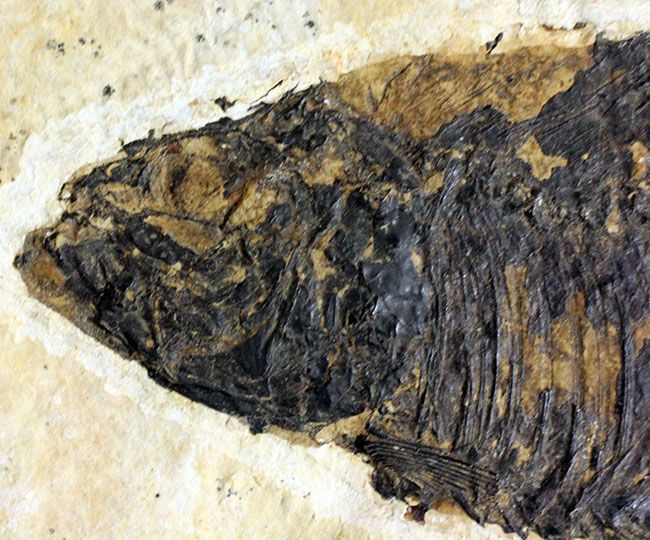 大きい！米国ワイオミング州の公認化石、約5000万年前の地層から採集された古代魚ナイティア（Knightia）（その3）