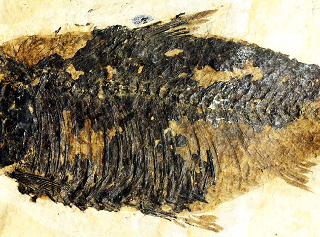 大きい！米国ワイオミング州の公認化石、約5000万年前の地層から採集された古代魚ナイティア（Knightia）（その4）