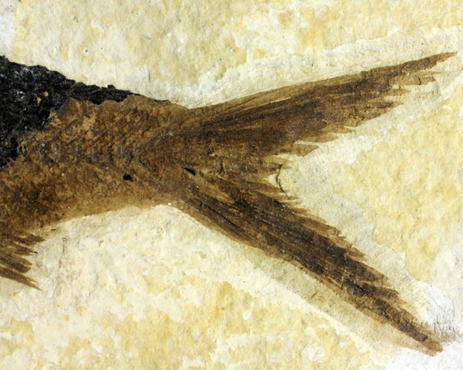 大きい！米国ワイオミング州の公認化石、約5000万年前の地層から採集された古代魚ナイティア（Knightia）（その5）