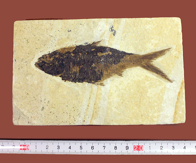 大きい！米国ワイオミング州の公認化石、約5000万年前の地層から採集された古代魚ナイティア（Knightia）（その6）