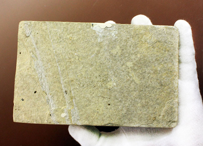 大きい！米国ワイオミング州の公認化石、約5000万年前の地層から採集された古代魚ナイティア（Knightia）（その7）