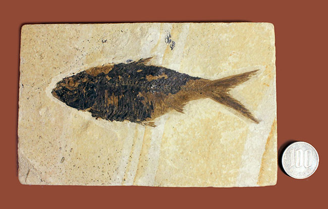 大きい！米国ワイオミング州の公認化石、約5000万年前の地層から採集された古代魚ナイティア（Knightia）（その8）