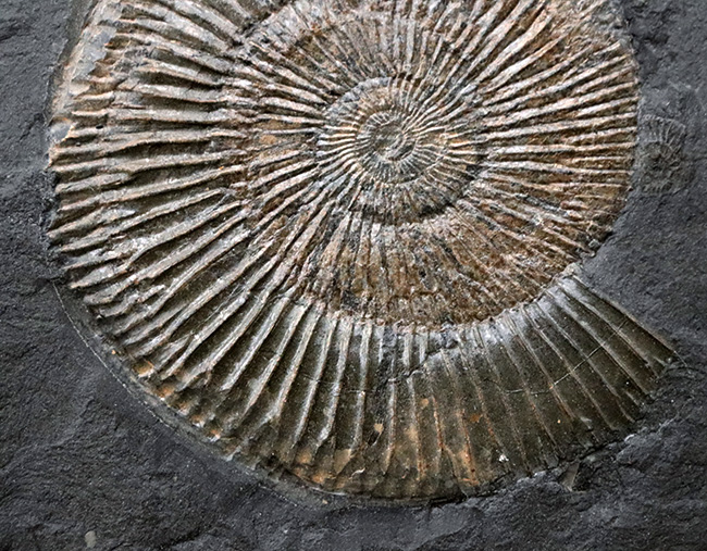 これはもはや芸術品だ！ザ・黒ジュラ、ドイツ・ホルツマーデン産のアンモナイト、ダクチリオセラス（Dactylioceras）の化石（その4）