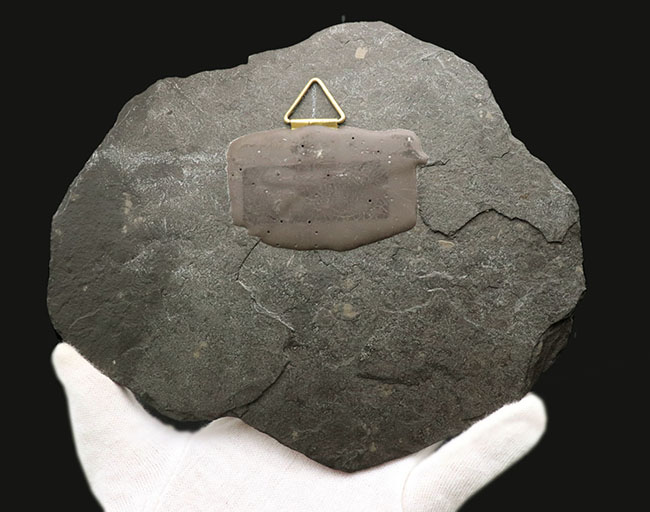 これはもはや芸術品だ！ザ・黒ジュラ、ドイツ・ホルツマーデン産のアンモナイト、ダクチリオセラス（Dactylioceras）の化石（その5）