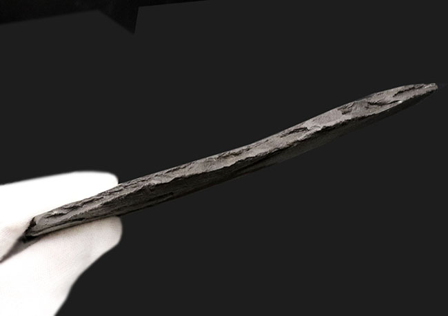 これはもはや芸術品だ！ザ・黒ジュラ、ドイツ・ホルツマーデン産のアンモナイト、ダクチリオセラス（Dactylioceras）の化石（その6）