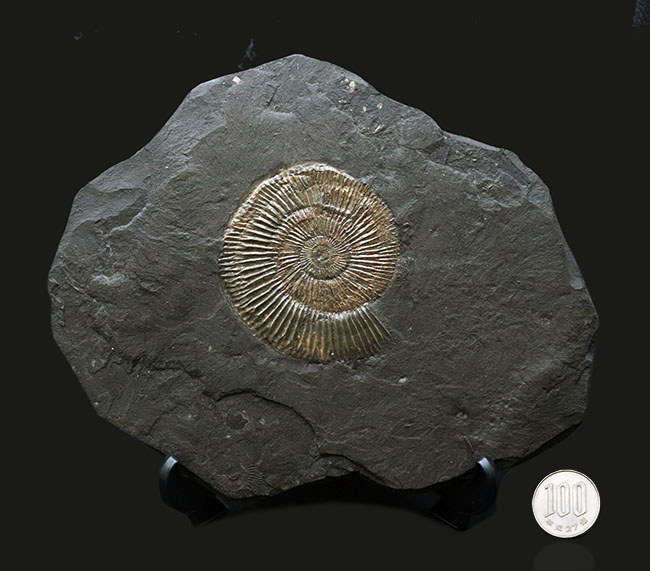 これはもはや芸術品だ！ザ・黒ジュラ、ドイツ・ホルツマーデン産のアンモナイト、ダクチリオセラス（Dactylioceras）の化石（その8）