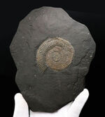 これはもはや芸術品だ！ザ・黒ジュラ、ドイツ・ホルツマーデン産のアンモナイト、ダクチリオセラス（Dactylioceras）の化石