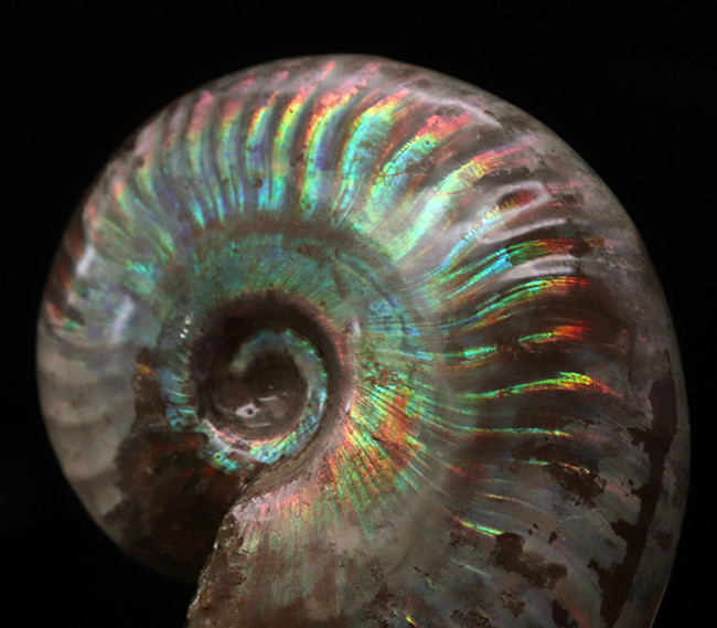 これぞトップクオリティ!世界的産地、マダガスカル島で採集された、見るものを魅了する、最高クラスの遊色アンモナイト、クレオニセラス(Cleoniceras)(その1)