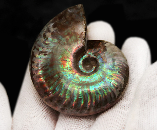 これぞトップクオリティ!世界的産地、マダガスカル島で採集された、見るものを魅了する、最高クラスの遊色アンモナイト、クレオニセラス(Cleoniceras)(その2)