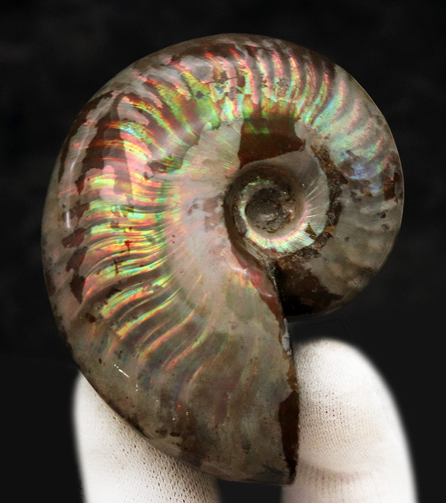 これぞトップクオリティ!世界的産地、マダガスカル島で採集された、見るものを魅了する、最高クラスの遊色アンモナイト、クレオニセラス(Cleoniceras)(その5)