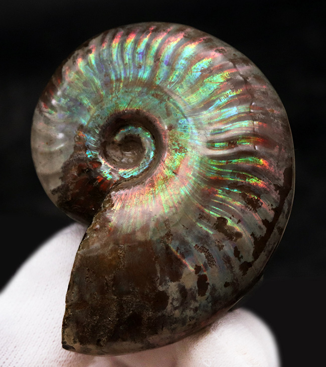 これぞトップクオリティ!世界的産地、マダガスカル島で採集された、見るものを魅了する、最高クラスの遊色アンモナイト、クレオニセラス(Cleoniceras)(その6)