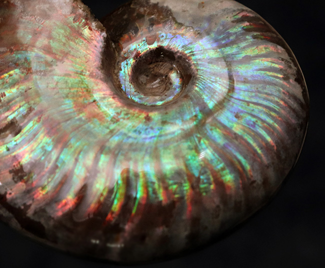 これぞトップクオリティ!世界的産地、マダガスカル島で採集された、見るものを魅了する、最高クラスの遊色アンモナイト、クレオニセラス(Cleoniceras)(その7)