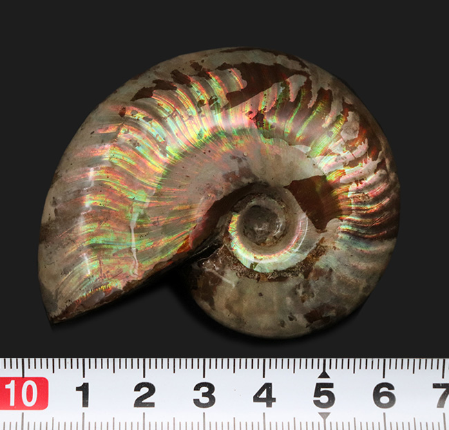 これぞトップクオリティ!世界的産地、マダガスカル島で採集された、見るものを魅了する、最高クラスの遊色アンモナイト、クレオニセラス(Cleoniceras)(その9)