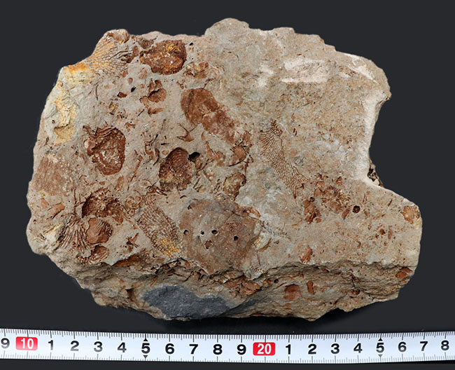 国産マニアックシリーズ！岩手県陸前高田市産の床板サンゴ化石（その11）