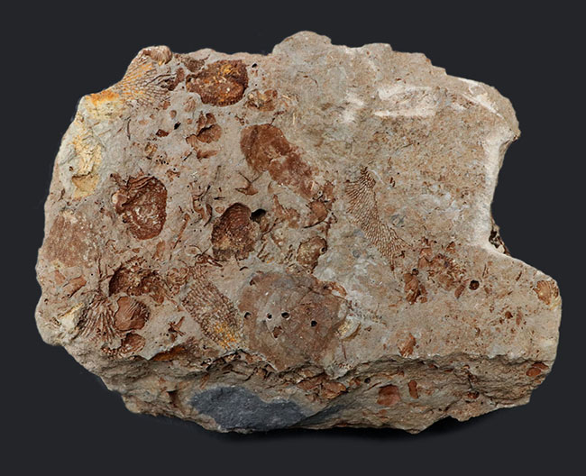 国産マニアックシリーズ！岩手県陸前高田市産の床板サンゴ化石 化石 販売