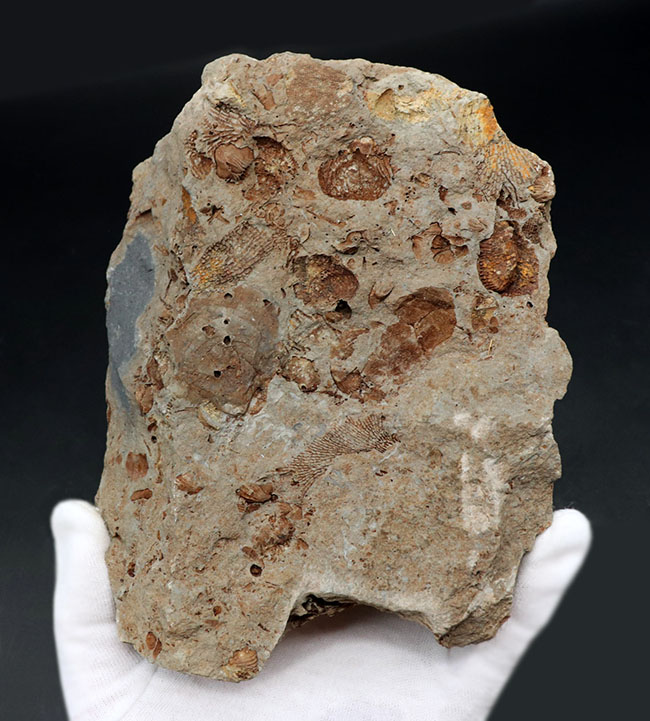 国産マニアックシリーズ！岩手県陸前高田市産の床板サンゴ化石（その3）