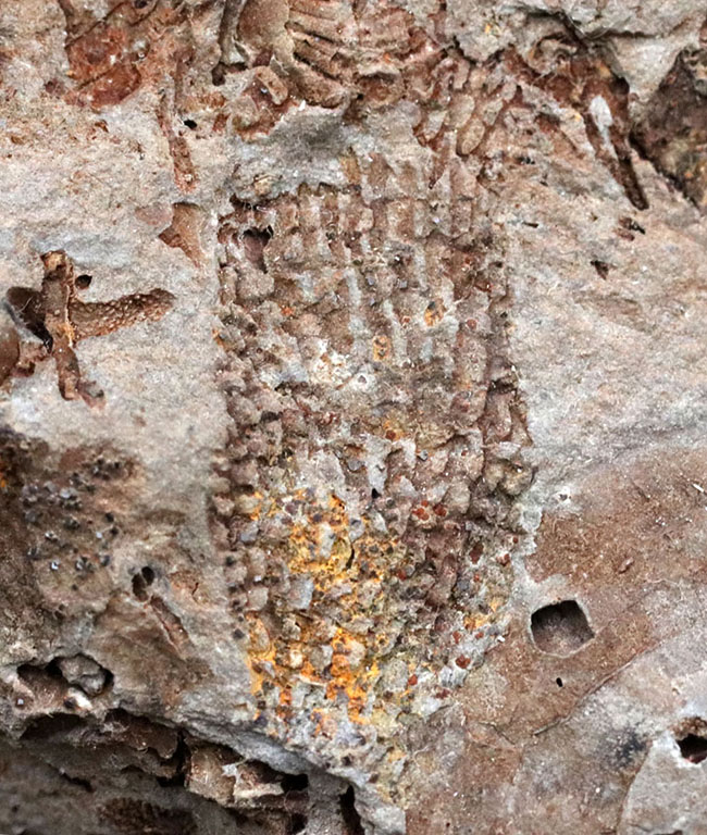 国産マニアックシリーズ！岩手県陸前高田市産の床板サンゴ化石 化石 販売