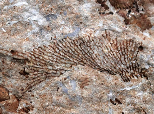 国産マニアックシリーズ！岩手県陸前高田市産の床板サンゴ化石 化石 販売