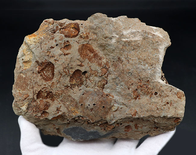 国産マニアックシリーズ！岩手県陸前高田市産の床板サンゴ化石 化石 販売