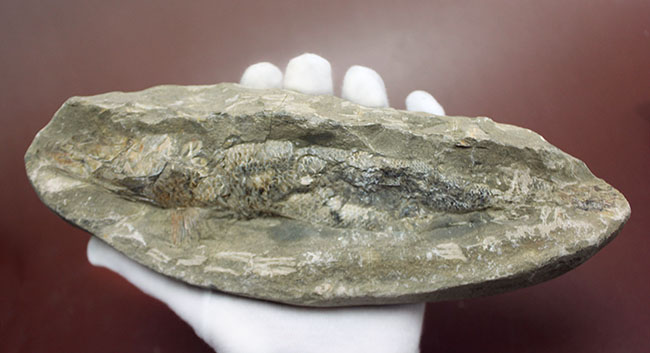 この古代魚はいったいどんな環境で遊泳していたのか?ブラジル・セアラ州産の古代魚(その1)