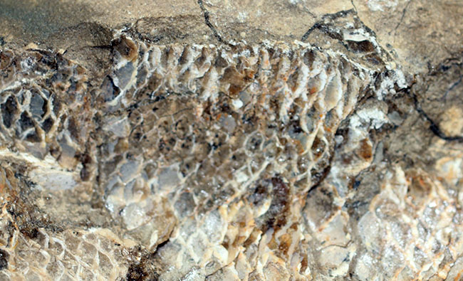 この古代魚はいったいどんな環境で遊泳していたのか?ブラジル・セアラ州産の古代魚(その10)