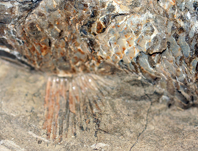 この古代魚はいったいどんな環境で遊泳していたのか?ブラジル・セアラ州産の古代魚(その11)