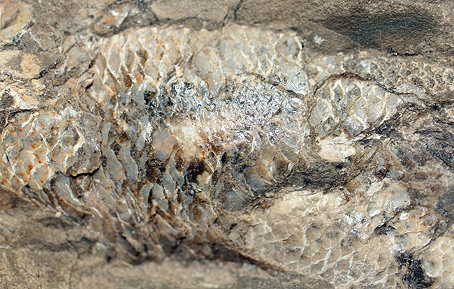 この古代魚はいったいどんな環境で遊泳していたのか?ブラジル・セアラ州産の古代魚(その12)