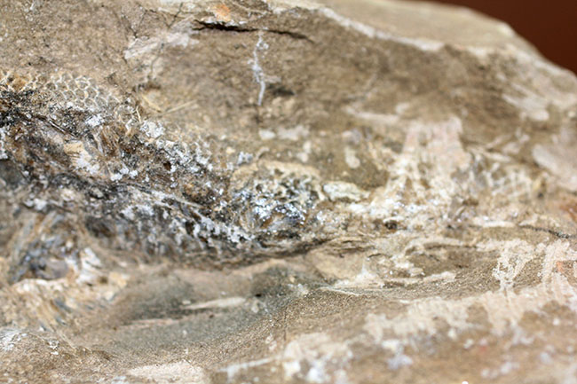 この古代魚はいったいどんな環境で遊泳していたのか?ブラジル・セアラ州産の古代魚(その13)