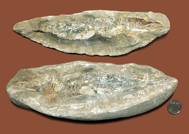 この古代魚はいったいどんな環境で遊泳していたのか?ブラジル・セアラ州産の古代魚(その14)