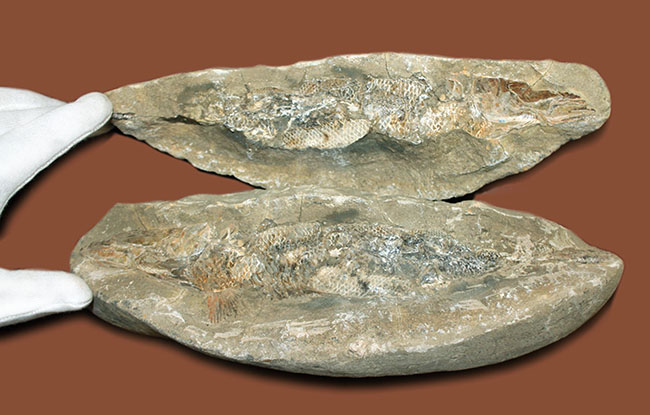 この古代魚はいったいどんな環境で遊泳していたのか?ブラジル・セアラ州産の古代魚(その3)