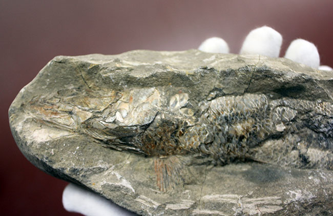 この古代魚はいったいどんな環境で遊泳していたのか?ブラジル・セアラ州産の古代魚(その4)