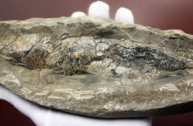 この古代魚はいったいどんな環境で遊泳していたのか?ブラジル・セアラ州産の古代魚(その5)