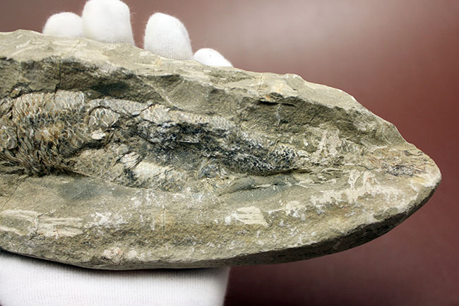 この古代魚はいったいどんな環境で遊泳していたのか?ブラジル・セアラ州産の古代魚(その6)