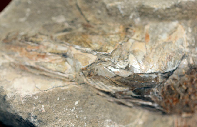 この古代魚はいったいどんな環境で遊泳していたのか?ブラジル・セアラ州産の古代魚(その8)