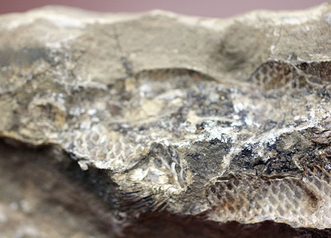 この古代魚はいったいどんな環境で遊泳していたのか?ブラジル・セアラ州産の古代魚(その9)