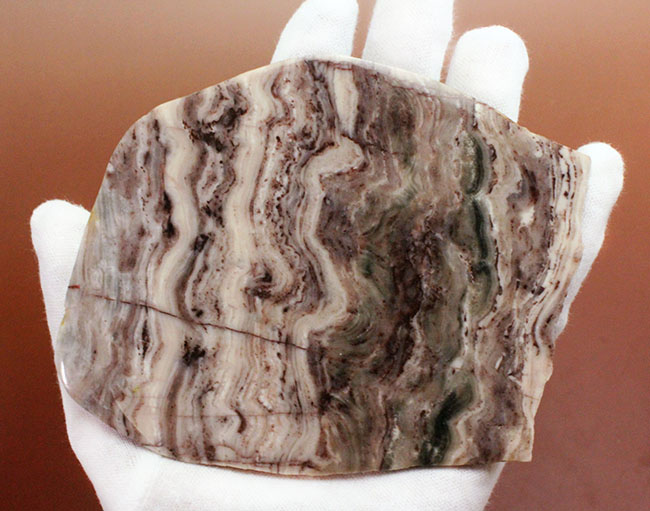 最古のストロマトライトの一つ、珍しい産地、米国ミシガン州産ストロマトライトの磨き標本（その8）