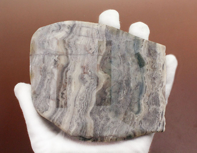 最古のストロマトライトの一つ、珍しい産地、米国ミシガン州産ストロマトライトの磨き標本（その9）
