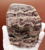 最古のストロマトライトの一つ、珍しい産地、米国ミシガン州産ストロマトライトの磨き標本