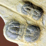 アグノスタス目のマルチプレート化石