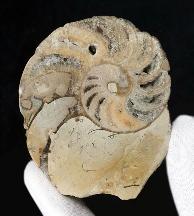 中生代ジュラ紀イングランド産オウムガイ、セノセラス（Cenoceras）のハーフカット化石（その1）