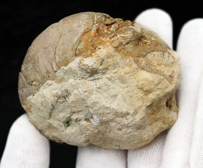 中生代ジュラ紀イングランド産オウムガイ、セノセラス（Cenoceras）のハーフカット化石（その2）