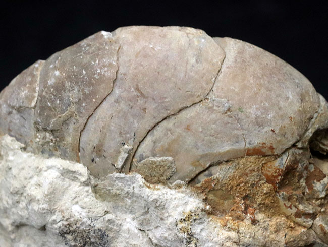 中生代ジュラ紀イングランド産オウムガイ、セノセラス(Cenoceras)のハーフカット化石(その3)