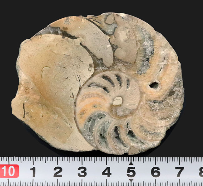 中生代ジュラ紀イングランド産オウムガイ、セノセラス（Cenoceras）のハーフカット化石（その4）
