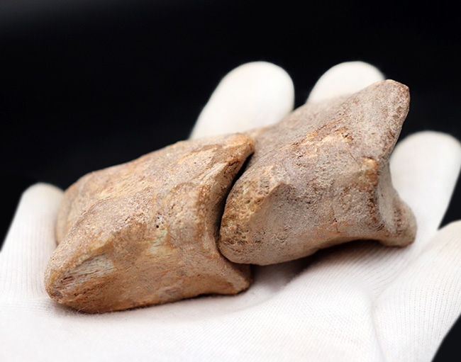 大きく美しい!恐竜スピノサウルス(Spinosaurus)のハンドクロウ(手の爪)と2個の指骨の化石(その10)